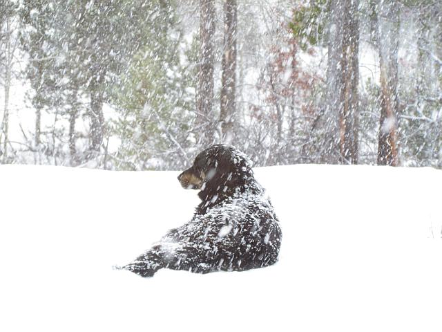 My dog Badger in snow at Ginty Creek