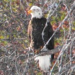 Bald eagle at the Anahim Lake landfill site
