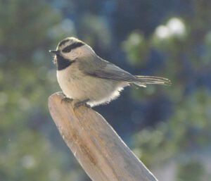 mountain chickadee at the feeder at Ginty Creek