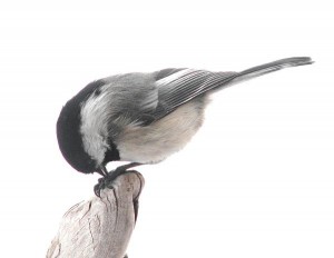 black capped chickadee at the feeder at Ginty Creek