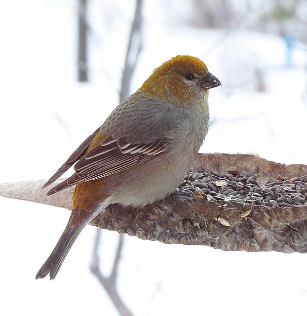 Female pine grossbeak at the feeder at Ginty Creek