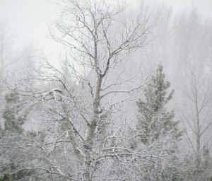 spring snow at Ginty Creek