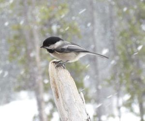 blackcapped chickadee in spring snow at Ginty Creek