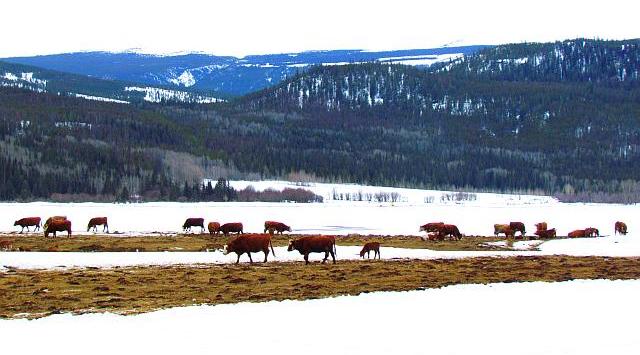 Shortreed's cows at Kleena Kleene on Highway 20