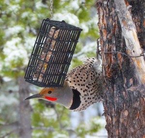 red-shafted flicker at Ginty Creek