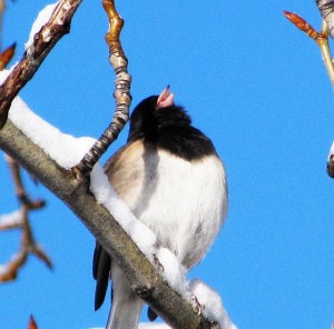 oregon junco singing at Ginty Creek