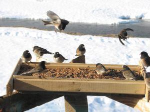 oregon juncos at Ginty Creek