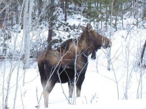Moose seen along Highway 20 on the Chilcotin.
