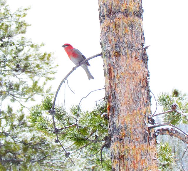 male pine grosbeak at Ginty Creek