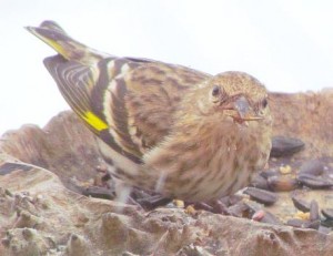 pine siskin at the feeder at Ginty Creek