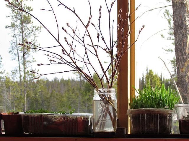 pussy willows on my windowsill at Ginty Creek