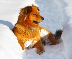 Harry balled up with snow at Ginty Creek.