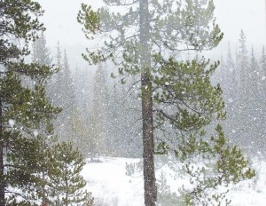 spring snow falling at Ginty Creek