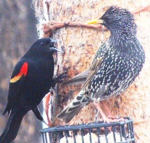 redwing blackbird and starling