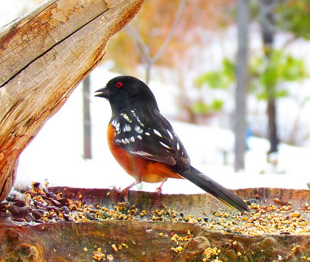 rufous-sided towhee