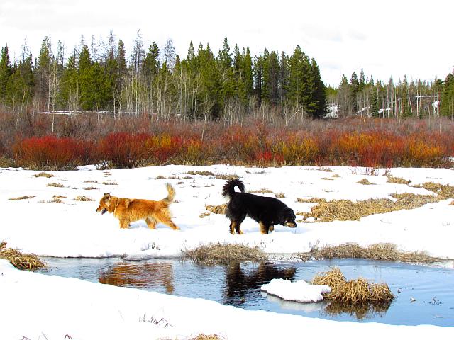 The dogs by Ginty Creek