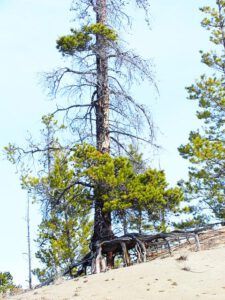 a tree on the dunes near Ginty Creek