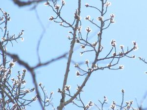 aspen catkins at Ginty Creek