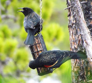 redwing blackbirds at suet at Ginty Creek
