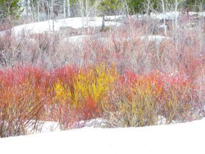 coloured willow twigs