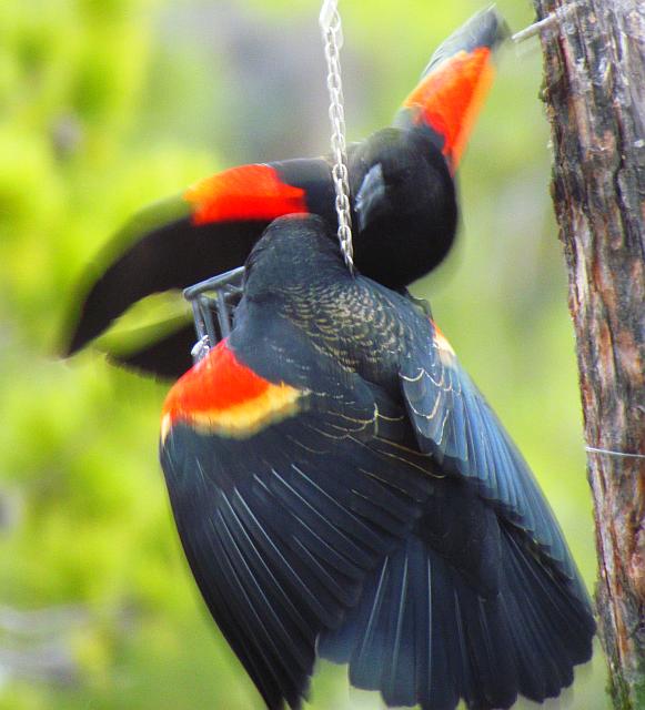 The blackbirds' shoulder-flashes are wonderful when they fight.