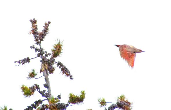flicker flying at Ginty Creek