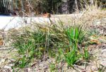 first green grass at Ginty Creek