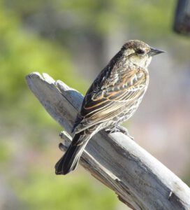 female redwing blackbird at Ginty Creek