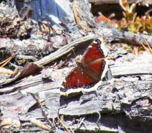 Mourning Cloak butterfly