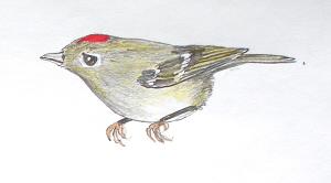 ruby-crowned kinglet at Ginty Creek