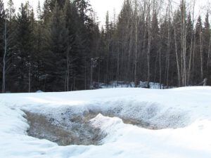 rhubarb patch at Ginty Creek