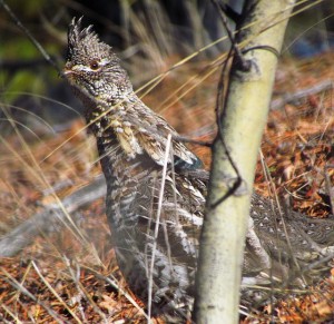 ruffed grouse at Ginty Creek