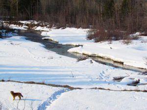 The McClinchy River is starting to open up