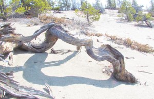 weathered wood on the north bluffs at Ginty Creek