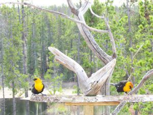two yellowheaded blackbirds at the feeder at Ginty Creek