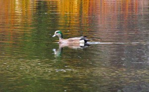 An American widgeon on the Pond at Ginty Creek.