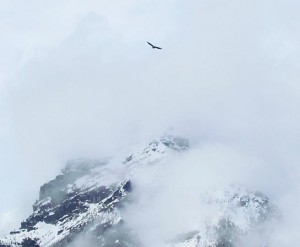bald eagle soaring against the peaks