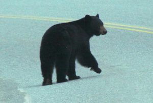 black bear crossing highway 20 in the Bella Coola Valley