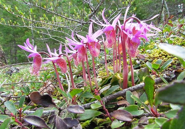 Calypso orchids growing in the Bella Coola Valley