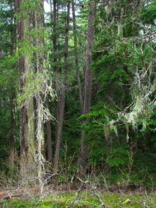 Coastal Forest in the Bella Coola Valley