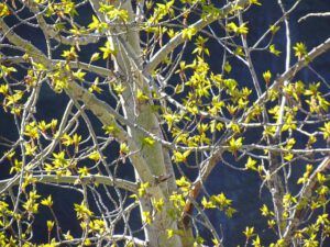 The first new leaves besides Highway 20 on The Hill