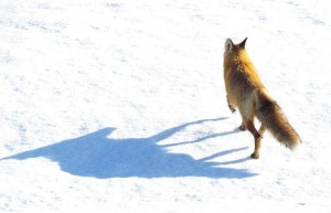 The fox running away from Highway 20 near the top of The Hill
