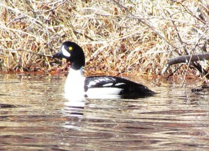 Male Barrow's Goldeneye