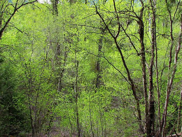 New spring leaves in the Bella Coola Valley