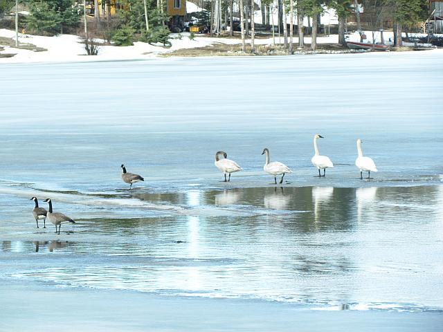 Nimpo Lake is still frozen