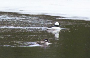 buffleheads on the pond at Ginty Creek
