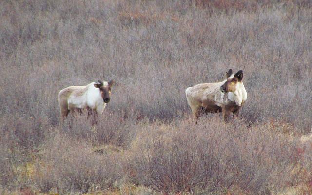 cariboo along Highway 20 on the Chilcotin