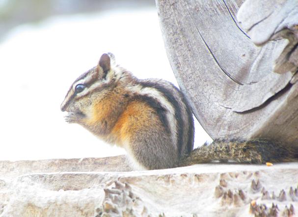 chipmunk at the feeder at Ginty Creek