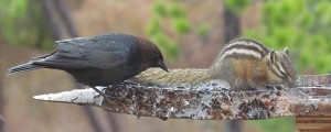 The chipmunk and the cowbird tolerate each other at the feeder