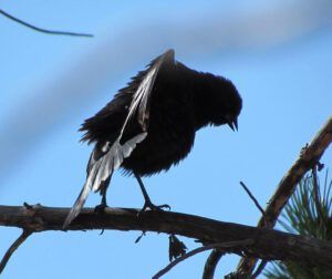 brownheaded cowbird displaying at Ginty Creek.